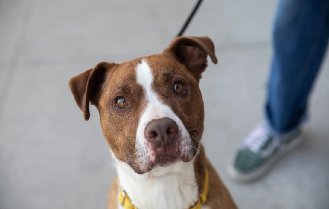 Brown and white dog on a leash with a person's leg behind him