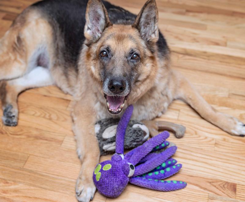 Dublin the dog lying next to a stuffed purple octopus toy