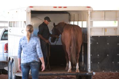 Don inside a trailer with a brown horse