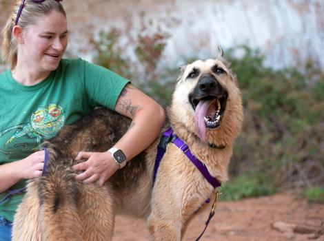 Rydell the German shepherd mix with his tongue out being scratched on the hind end by a person