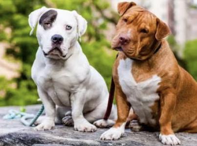 Two dogs sitting on a rock together in a park