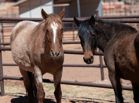 Emma and Solo the horses beside each other next to a fence
