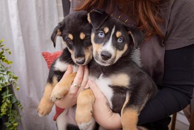 Person holding two puppies