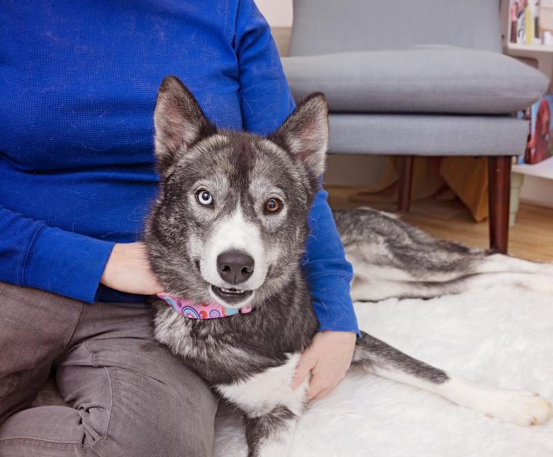 Dog relaxing with a person on a soft rug