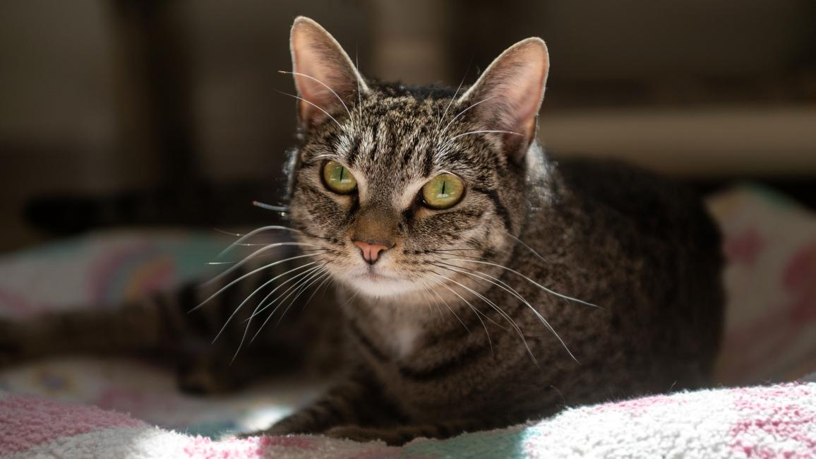 Flora the tabby cat lying on a bed in a sunbeam