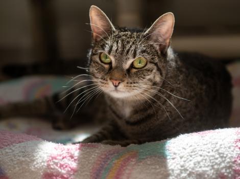 Flora the tabby cat lying on a bed in a sunbeam