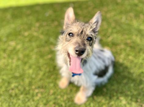 Freya the puppy with tongue out sitting on green grass