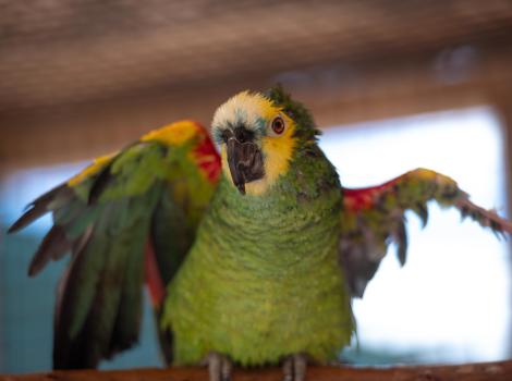 Garcon the parrot with wings outstretched taking a shower