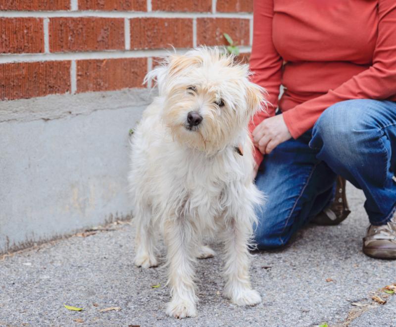 Person kneeling down next to a small white fluffy dog