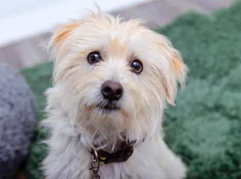 Small white fluffy dog on a green blanket
