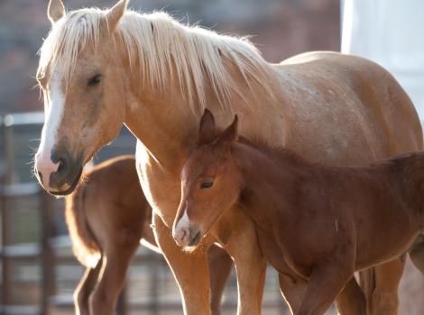 Gertie and Prima, a horse and her foal
