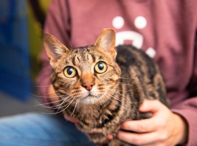 Person sitting down holding a striped cat