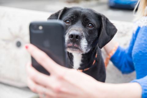 Dog looking at and sniffing phone