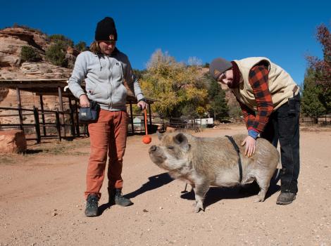 Karen the pig outside being trained by two people with her belt and a target stick