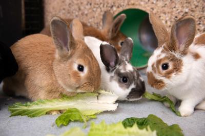 Three rabbits eating some lettuce