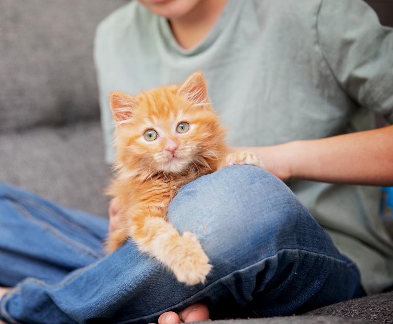 Boy holding orange kitten in lap