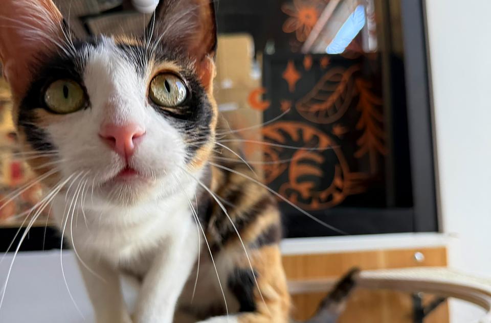 Adoptable cat at Whisker & Bone in St. George, Utah