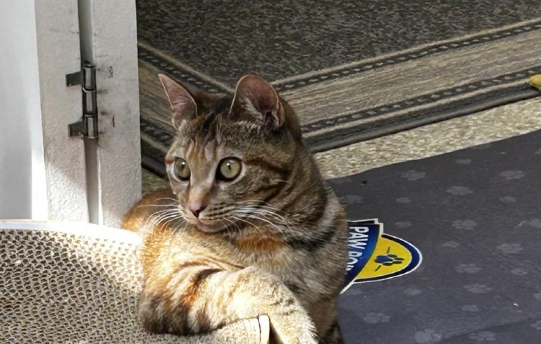 Indy the kitten lounging with her paw over a scratcher