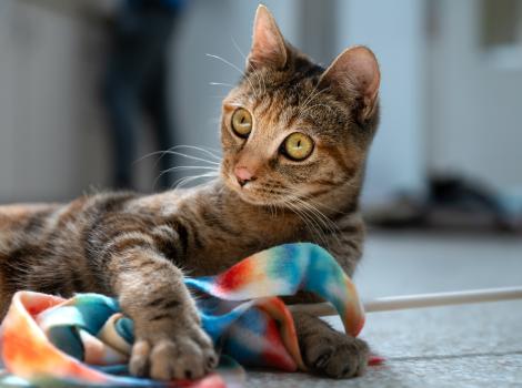 Indy the cat playing with a colorful wand toy