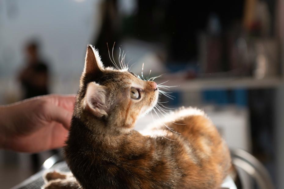 Brown cat lying in a sunbeam
