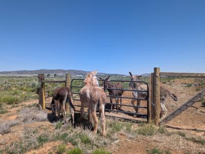 Noah and Jack the donkeys on one side of a fence with Benny and Sasha the donkeys on the other side