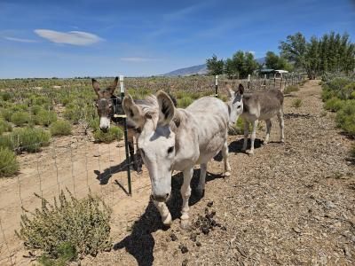 Noah and Jack the donkeys beside a fence beside another donkey buddy