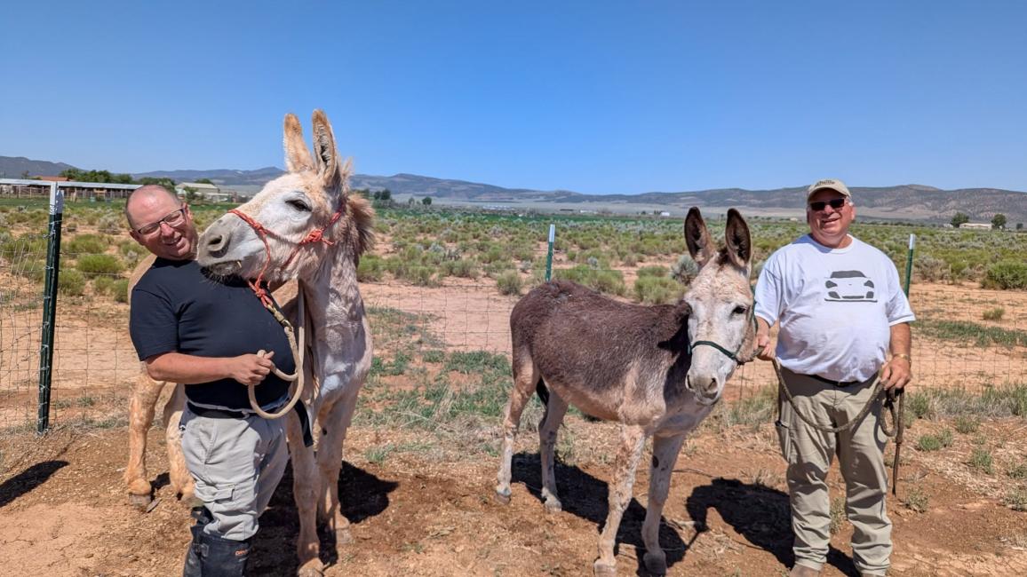 Two people with Jack and Noah the donkeys, with one of the donkeys kissing one of the people