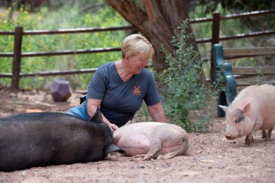Jeanine sitting in an outdoor enclosure with pigs