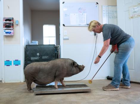 Jeanine leading Chester the pig onto a scale