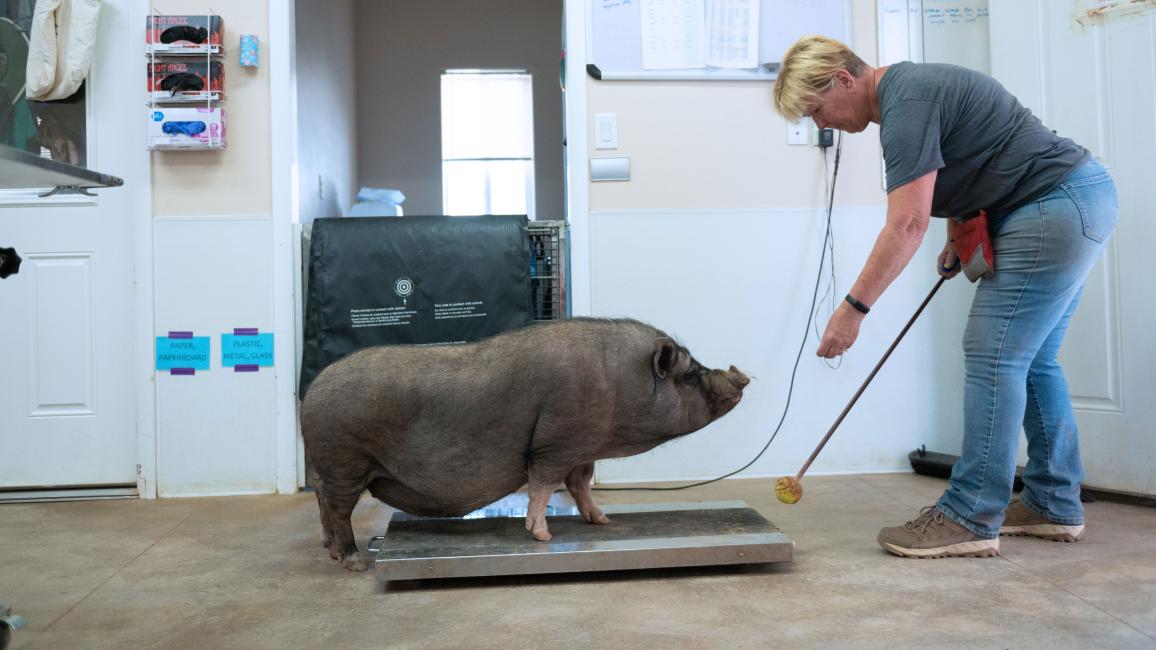 Jeanine leading Chester the pig onto a scale