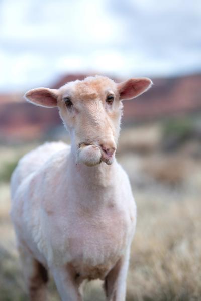 Josie the sheep showing her wry mouth