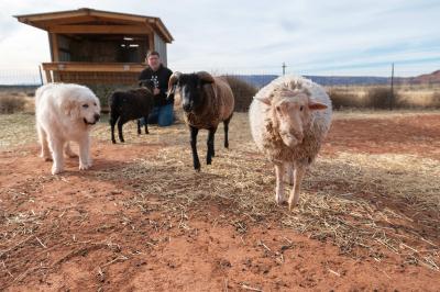 Josie the sheep with her new "flock"