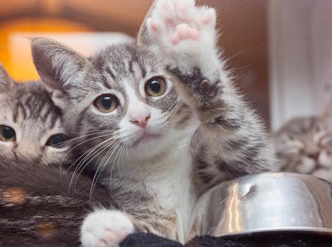 A gray kitten waves from its bowl