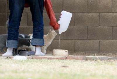 Person pouring out water into a bowl for a community cat