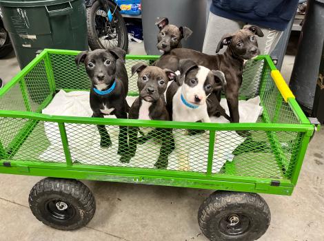 Green cart holding a litter of five black and white puppies