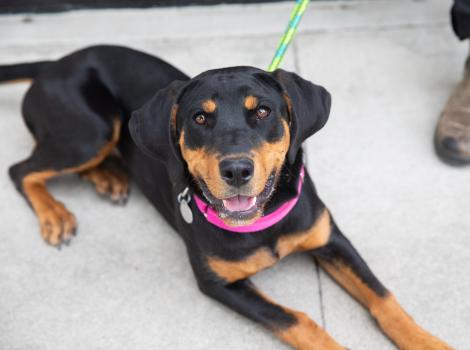 Black and white dog lying on a floor wearing a pink collar beside a person's foot