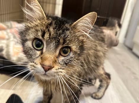 Lowe the tabby cat in his foster home