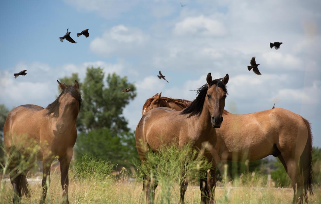 Group of horses in a field with birds flying behind them