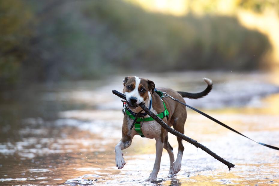 Dog carrying a stick in her mouth beside a body of water