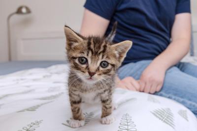 Tabby kitten on a blanket with a person behind him