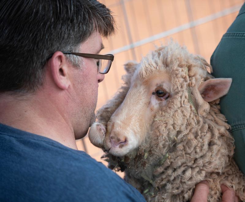 Josie the sheep with Matt