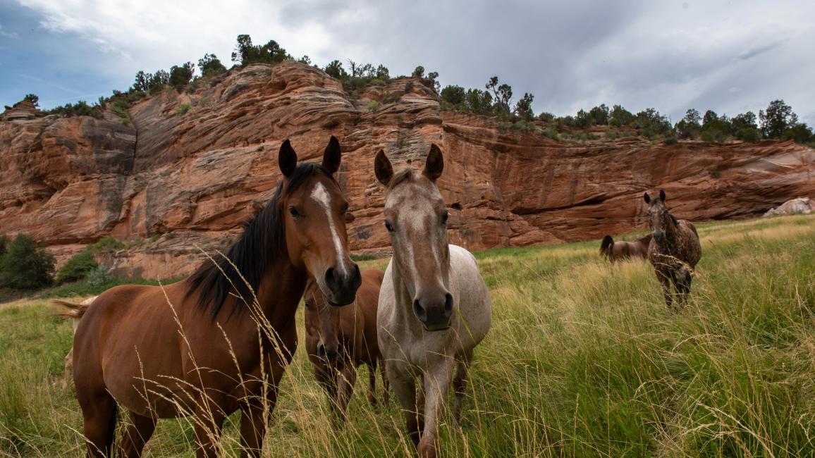 Multiple horses in a grassy field with red rock formations in the background