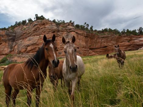Multiple horses in a grassy field with red rock formations in the background