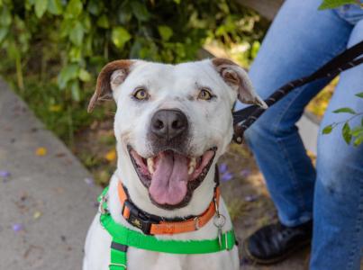 White smiling pit-bull-type dog on a leash outside with a person