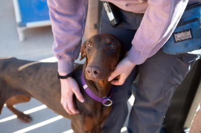 Person petting a brown dog who is leaning against the person