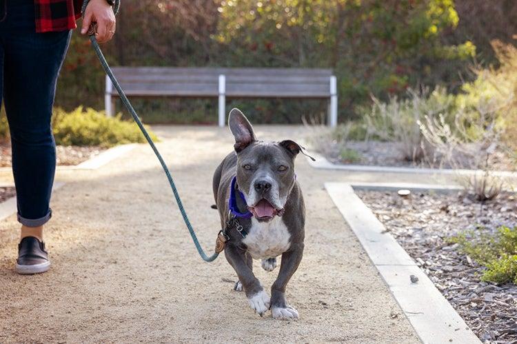 Person walking a dog on a leash outside