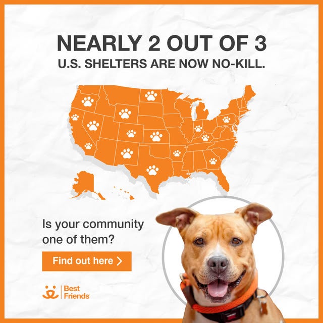 Nearly 2 out of 3 US shelters are now no-kill graphic