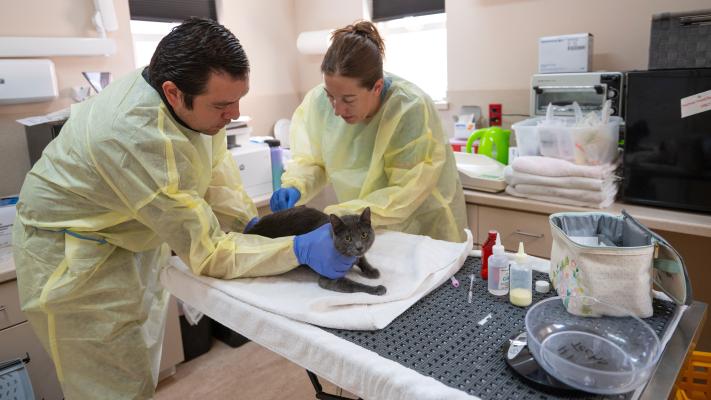 Two people wearing protective gowns and gloves doing a cat intake
