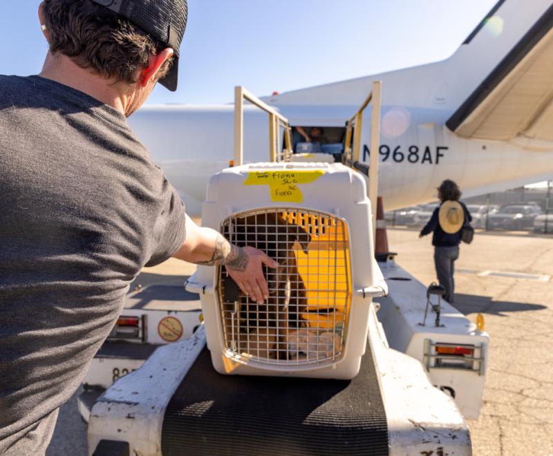 Person with a dog in a crate beside an airplane for transport during the Los Angeles wildfires