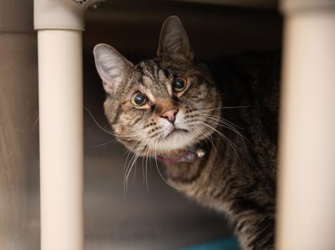 Nymph the cat in a kennel